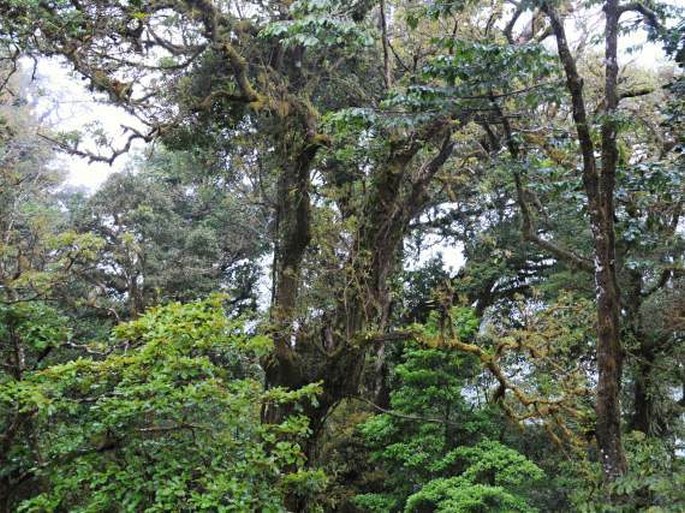 Kostarika, Monteverde