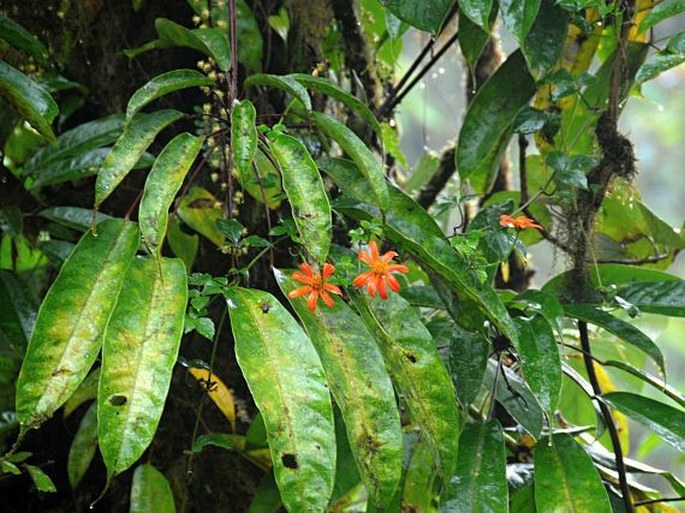 Kostarika, Monteverde