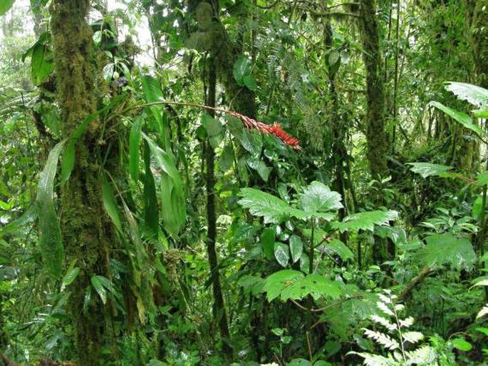 Kostarika, Monteverde