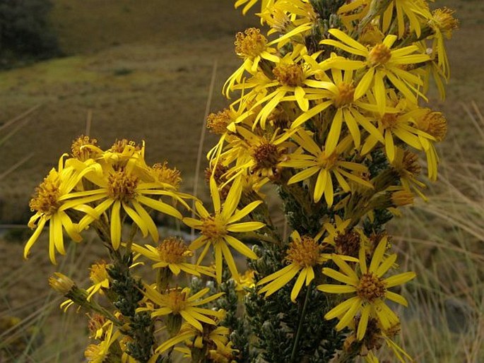 MONTICALIA EMPETROIDES (Cuatrec.) C. Jeffrey