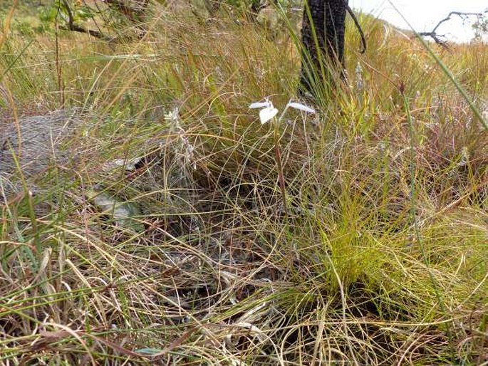 Moraea modesta