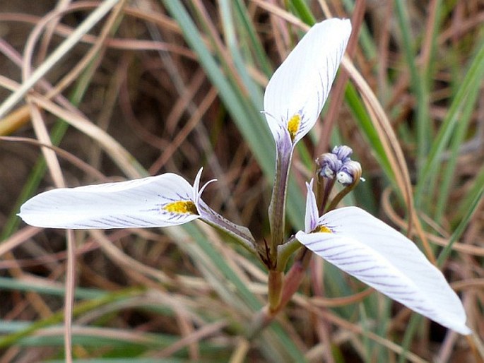 Moraea modesta