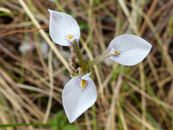 Moraea modesta