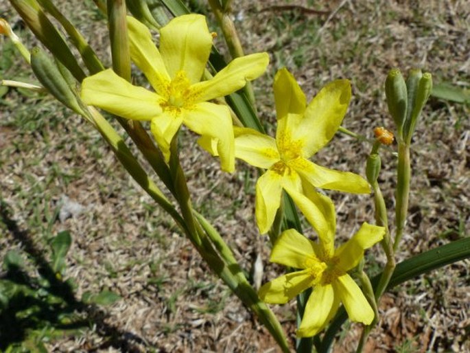 Moraea pallida