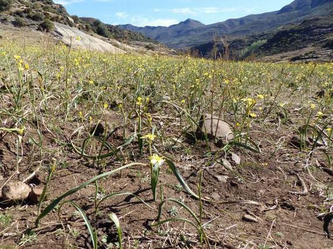 Moraea pallida