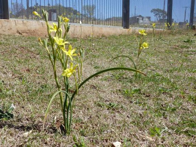 Moraea pallida