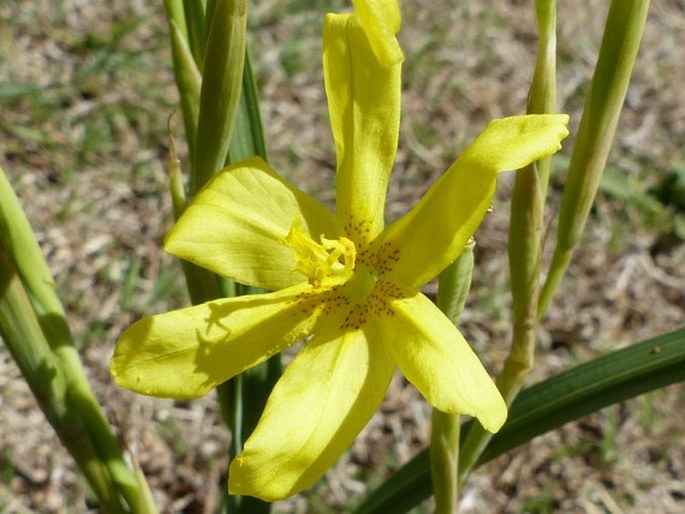 Moraea pallida