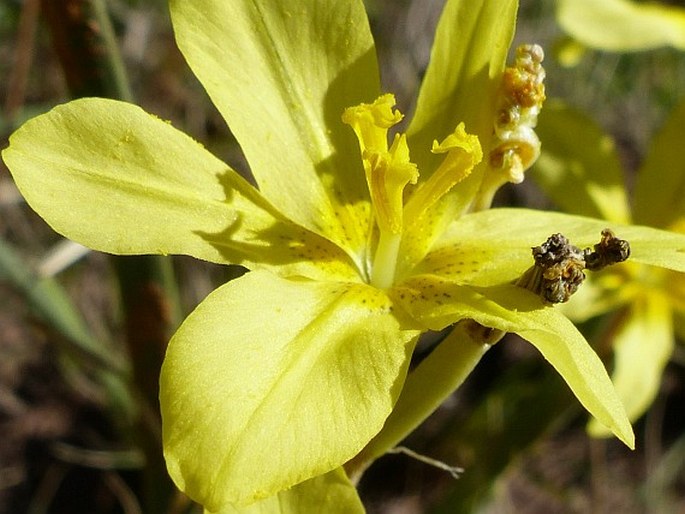 Moraea pallida