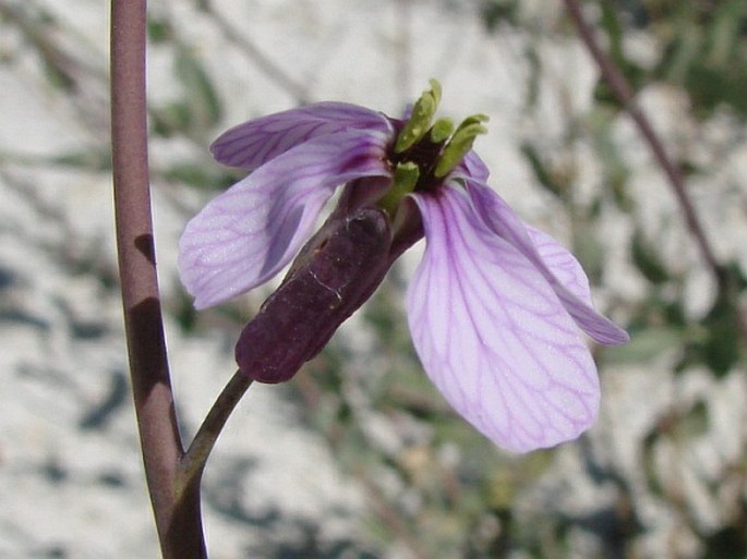 Moricandia arvensis