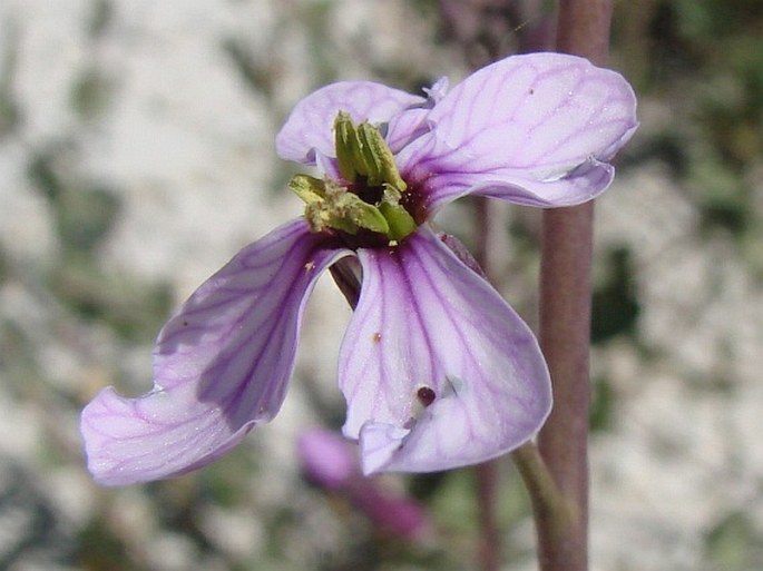 MORICANDIA ARVENSIS (L.) DC.