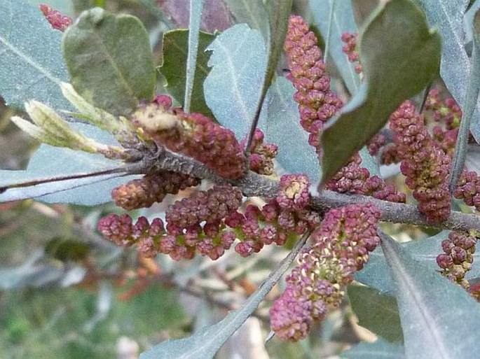 Morella cerifera