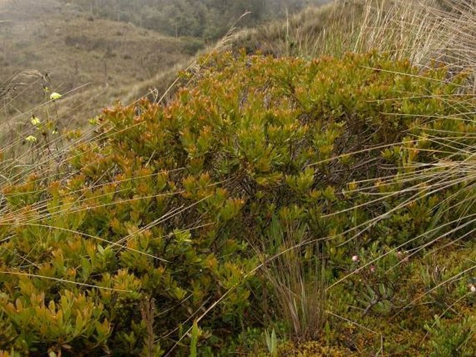 Morella parvifolia