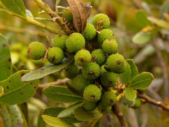 Morella parvifolia