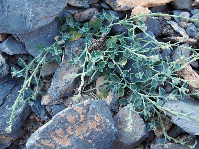 Morettia parviflora