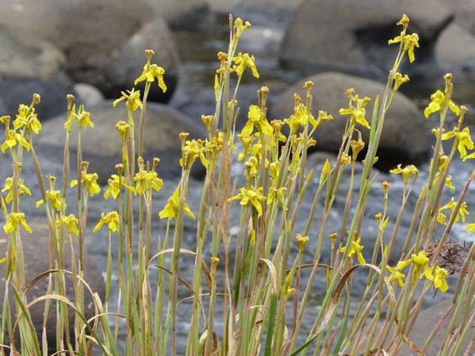 Moraea huttonii