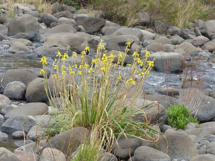 Moraea huttonii