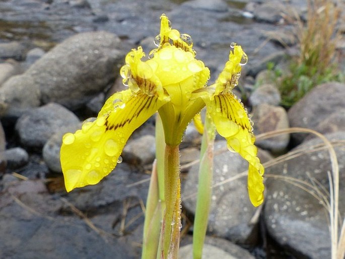 Moraea huttonii