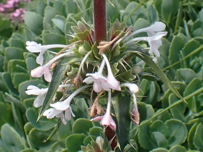 Morina longifolia