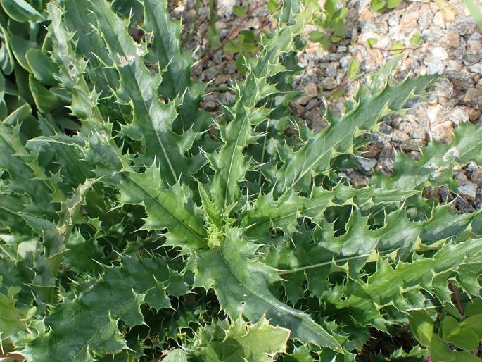 Morina longifolia