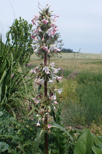 Morina longifolia