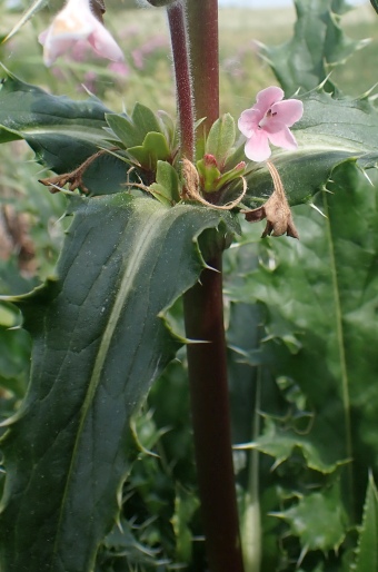 Morina longifolia