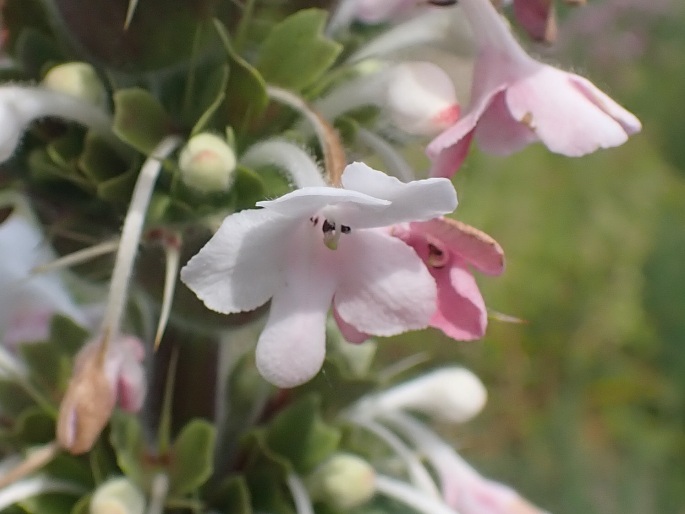 Morina longifolia