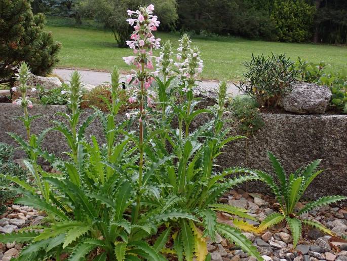 Morina longifolia