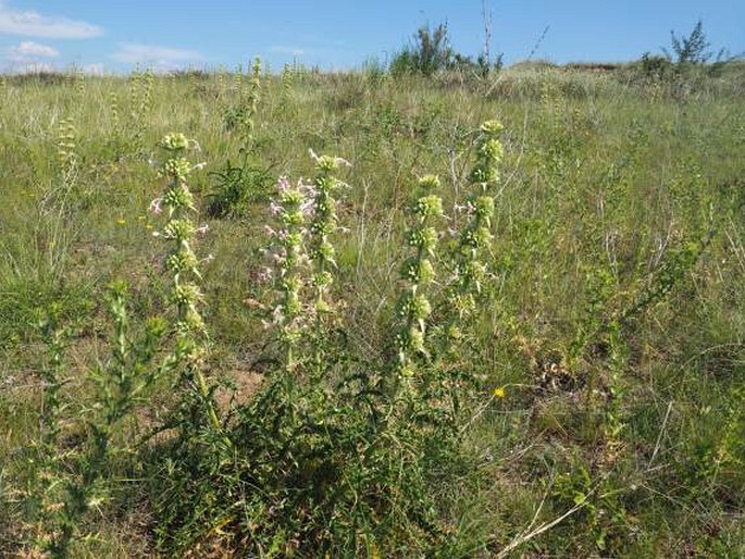 Morina persica