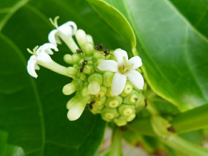 Morinda citrifolia