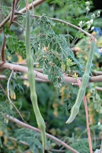 Moringa oleifera