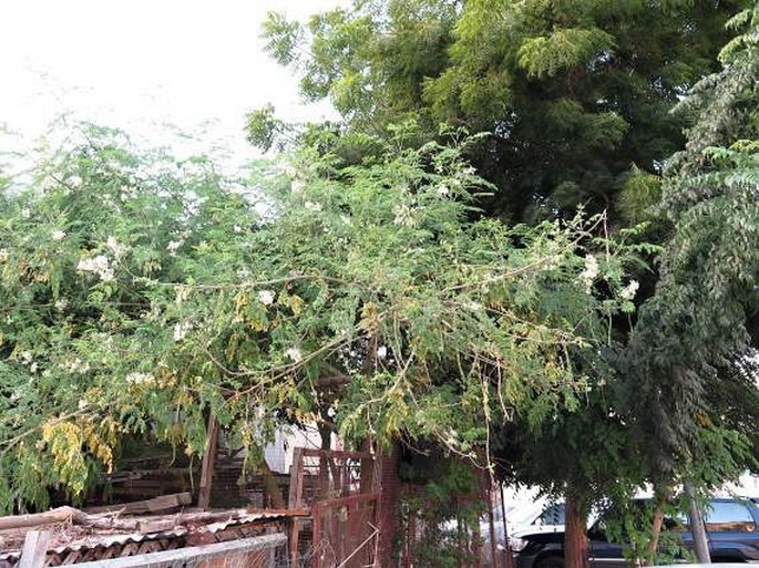 Moringa oleifera