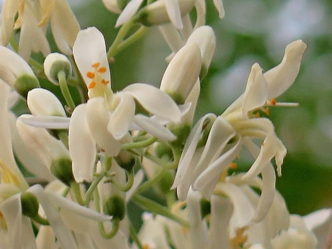 Moringa oleifera