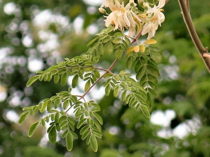 Moringa oleifera