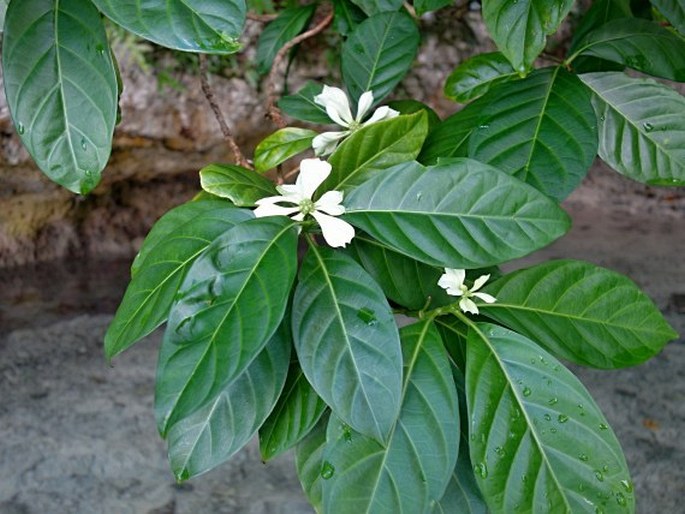 Morinda latibractea