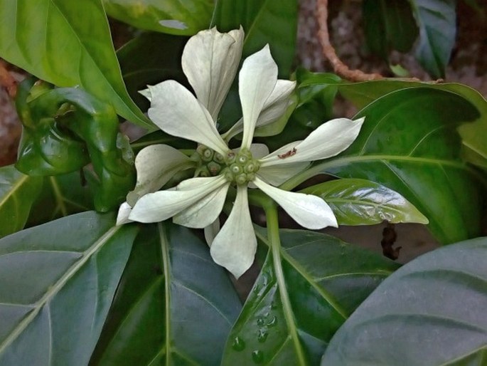 Morinda latibractea