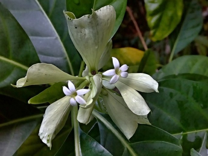 Morinda latibractea