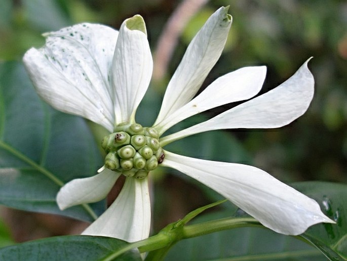 Morinda latibractea