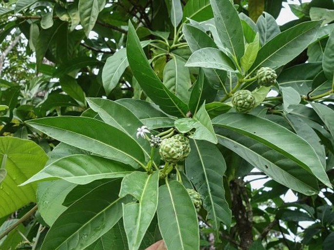 Morinda pedunculata