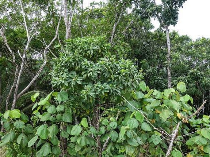 Morinda pedunculata