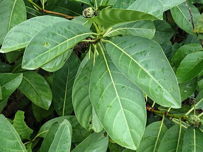 Morinda pedunculata