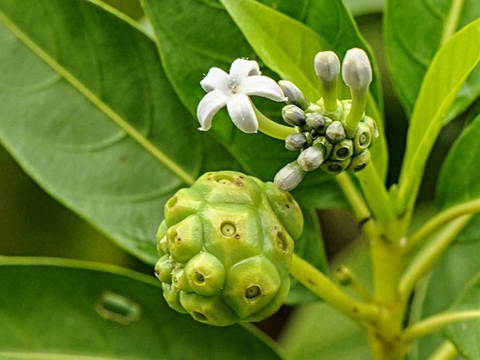 Morinda pedunculata