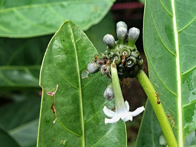 Morinda pedunculata