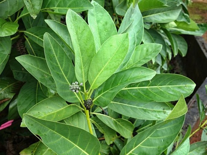 Morinda pedunculata