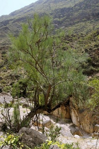 Moringa peregrina