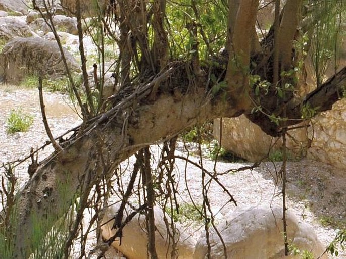 Moringa peregrina