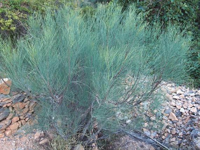 Moringa peregrina