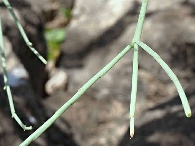 Moringa peregrina