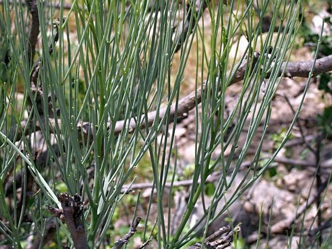 Moringa peregrina