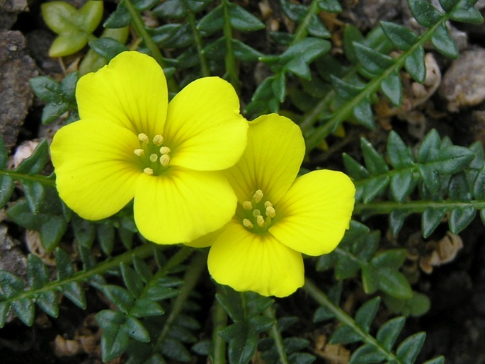 Morisia monanthos