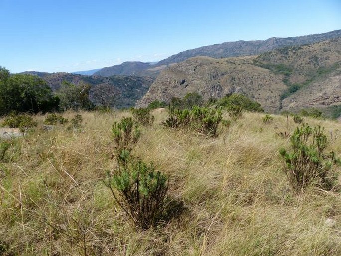 Moraea stricta